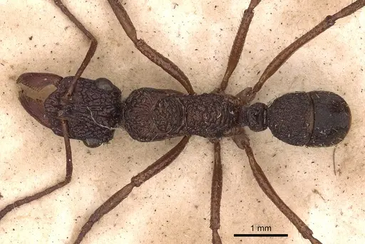 Ectatomma ruidum specimen CASENT0900513 image casent0900513_1