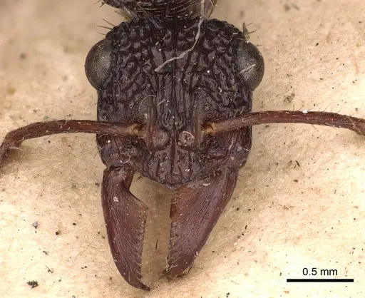 Ectatomma ruidum specimen CASENT0900513 image casent0900513_2