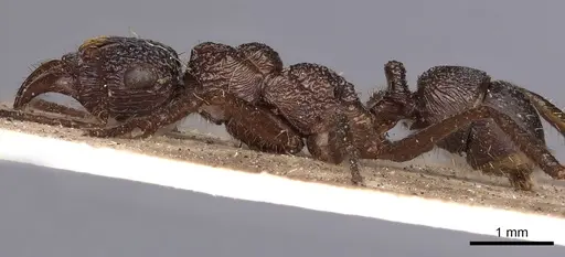Ectatomma ruidum specimen CASENT0900513 image casent0900513_3