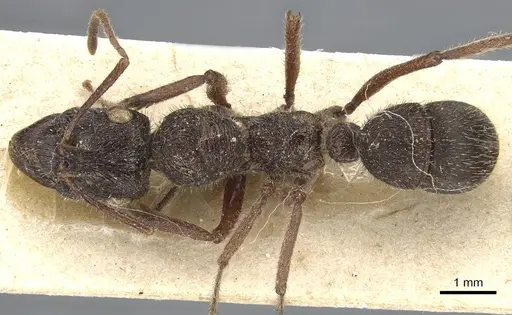 Ectatomma ruidum specimen CASENT0903841 image casent0903841_1