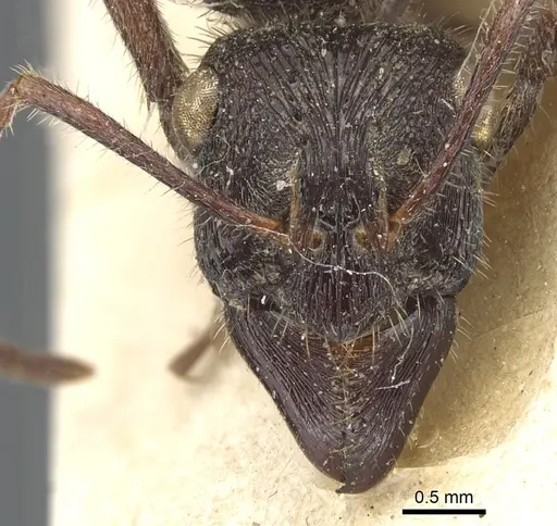 Ectatomma ruidum specimen CASENT0903841 image casent0903841_2