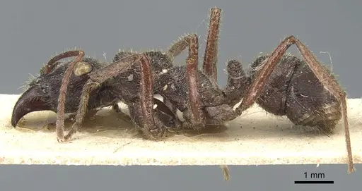 Ectatomma ruidum specimen CASENT0903841 image casent0903841_3