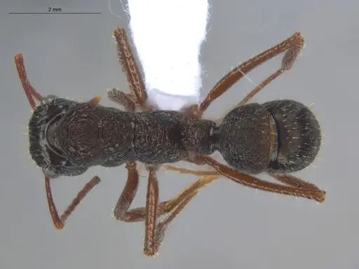 Ectatomma ruidum specimen ECOFOG-BOUM-0502-02 image ecofog-boum-0502-02_1