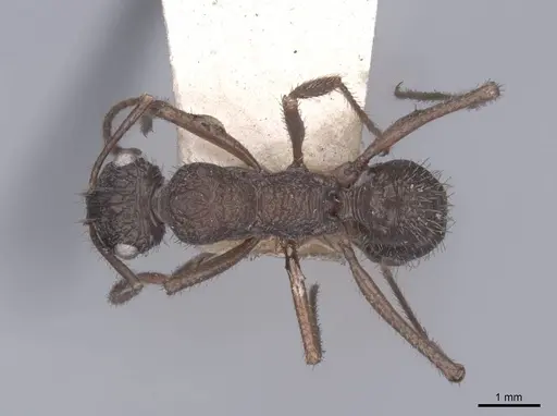 Ectatomma ruidum specimen FMNHINS0000045631 image fmnhins0000045631_1