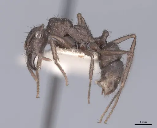 Ectatomma ruidum specimen FMNHINS0000045631 image fmnhins0000045631_3