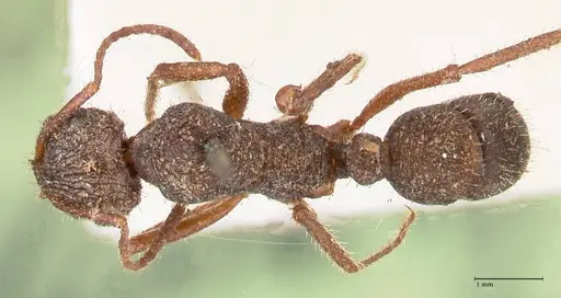 Ectatomma ruidum specimen FOCOL0875 image focol0875_1
