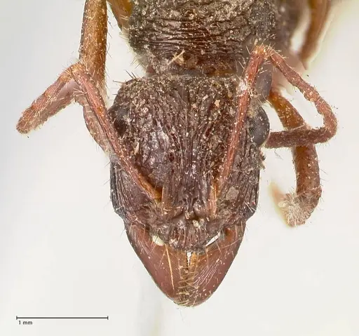 Ectatomma ruidum specimen FOCOL0875 image focol0875_2