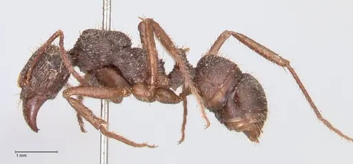 Ectatomma ruidum specimen FOCOL0875 image focol0875_3