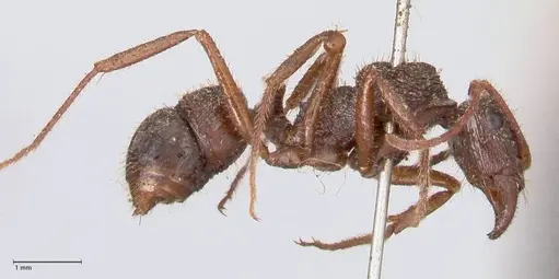 Ectatomma ruidum specimen FOCOL0875 image focol0875_4