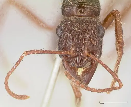 Ectatomma ruidum specimen FOCOL0876 image focol0876_2