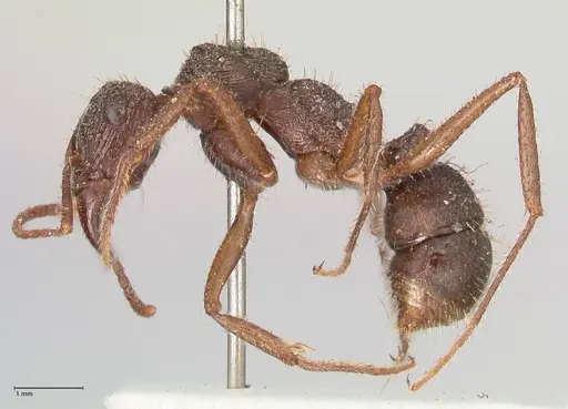 Ectatomma ruidum specimen FOCOL0876 image focol0876_3