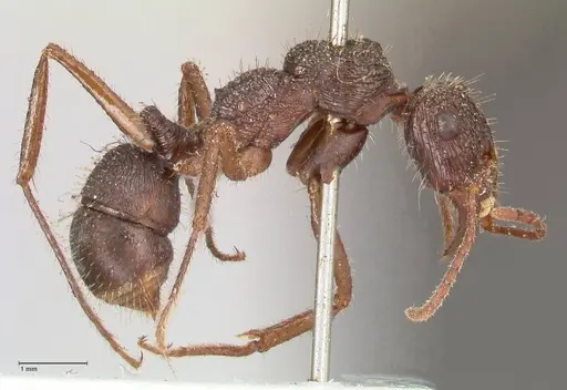Ectatomma ruidum specimen FOCOL0876 image focol0876_4