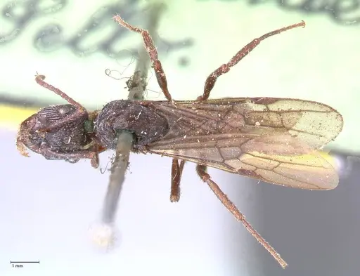 Ectatomma ruidum specimen FOCOL0877 image focol0877_1