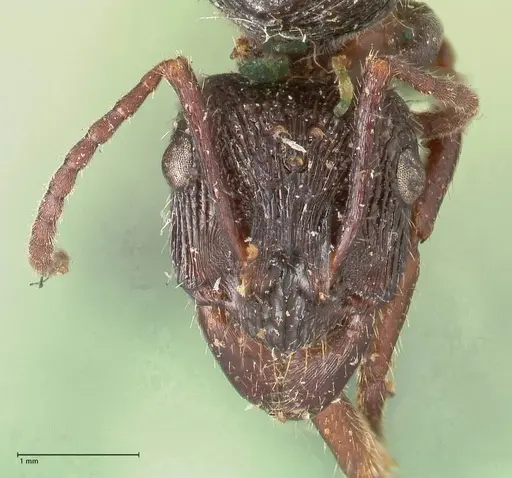 Ectatomma ruidum specimen FOCOL0877 image focol0877_2