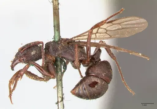 Ectatomma ruidum specimen FOCOL0877 image focol0877_3