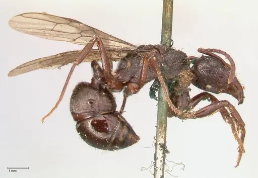 Ectatomma ruidum specimen FOCOL0877 image focol0877_4