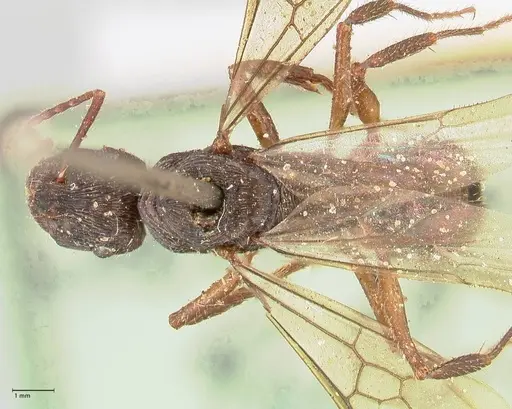 Ectatomma ruidum specimen FOCOL0878 image focol0878_1