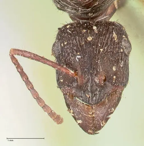 Ectatomma ruidum specimen FOCOL0878 image focol0878_2