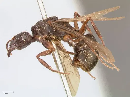 Ectatomma ruidum specimen FOCOL0878 image focol0878_3