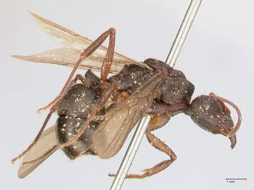 Ectatomma ruidum specimen FOCOL0878 image focol0878_4