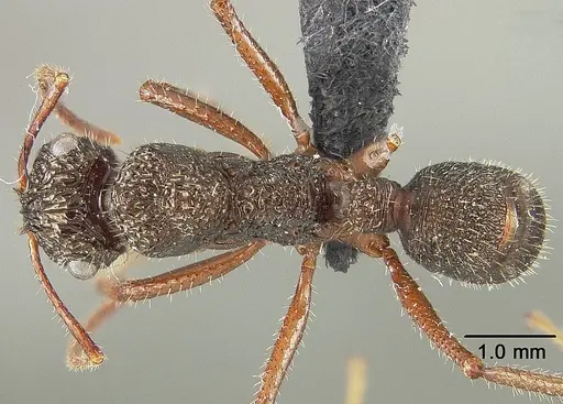 Ectatomma ruidum specimen USNMENT01124232 image usnment01124232_1