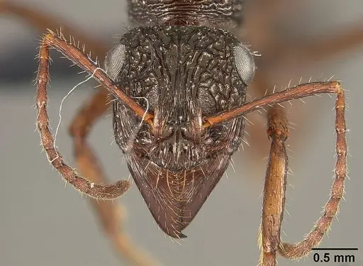 Ectatomma ruidum specimen USNMENT01124232 image usnment01124232_2