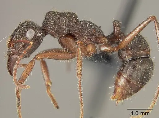 Ectatomma ruidum specimen USNMENT01124232 image usnment01124232_3