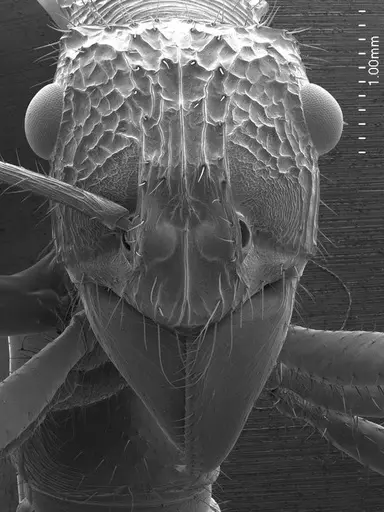 Ectatomma tuberculatum specimen ANTWEB1008524 image antweb1008524_2