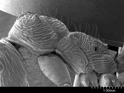 Ectatomma tuberculatum specimen ANTWEB1008524 image antweb1008524_3