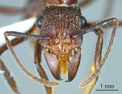 Ectatomma tuberculatum specimen ANTWEB1041428 image antweb1041428_1
