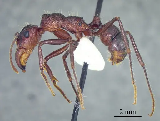 Ectatomma tuberculatum specimen ANTWEB1041428 image antweb1041428_2