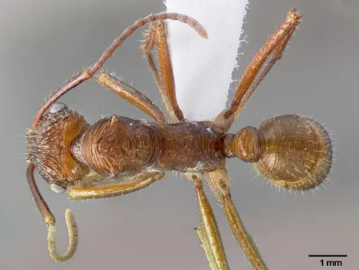 Ectatomma tuberculatum specimen CASENT0006085 image casent0006085_1