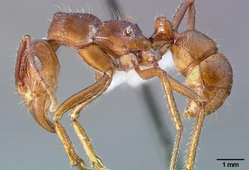 Ectatomma tuberculatum specimen CASENT0006085 image casent0006085_3