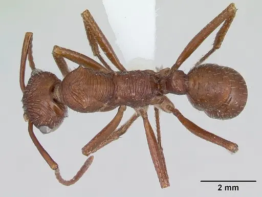 Ectatomma tuberculatum specimen CASENT0173380 image casent0173380_1