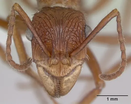 Ectatomma tuberculatum specimen CASENT0173380 image casent0173380_2