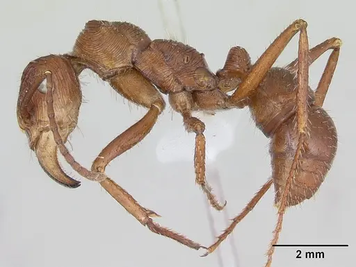 Ectatomma tuberculatum specimen CASENT0173380 image casent0173380_3