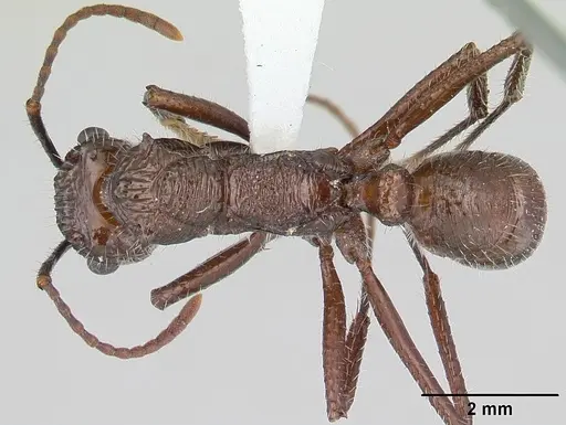 Ectatomma tuberculatum specimen CASENT0178661 image casent0178661_1