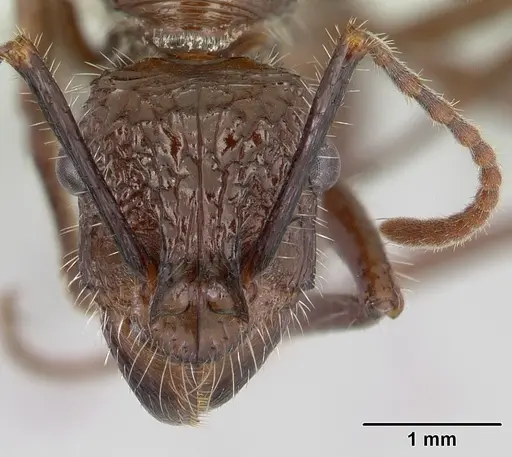 Ectatomma tuberculatum specimen CASENT0178661 image casent0178661_2