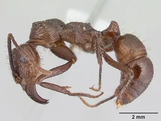 Ectatomma tuberculatum specimen CASENT0178661 image casent0178661_3