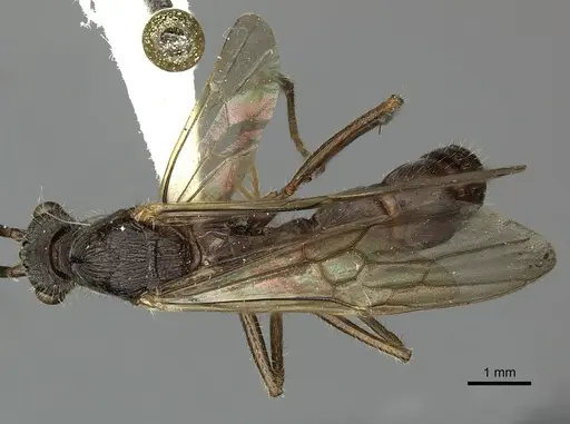 Ectatomma tuberculatum specimen CASENT0249601 image casent0249601_1