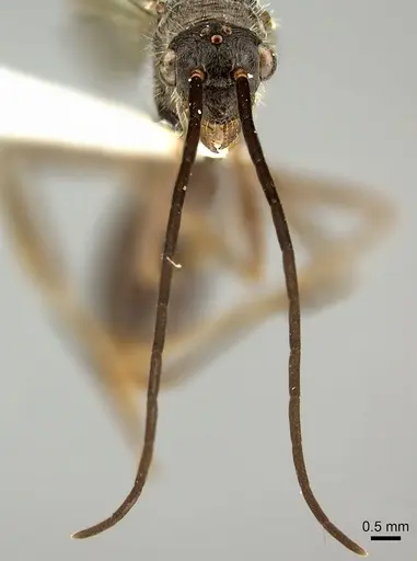 Ectatomma tuberculatum specimen CASENT0249601 image casent0249601_2