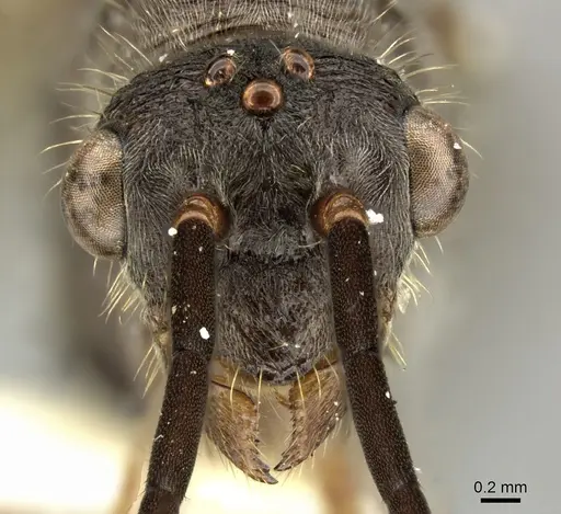 Ectatomma tuberculatum specimen CASENT0249601 image casent0249601_3