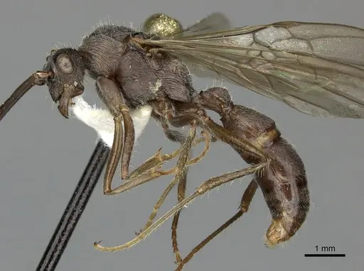 Ectatomma tuberculatum specimen CASENT0249601 image casent0249601_4