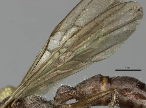 Ectatomma tuberculatum specimen CASENT0249601 image casent0249601_5