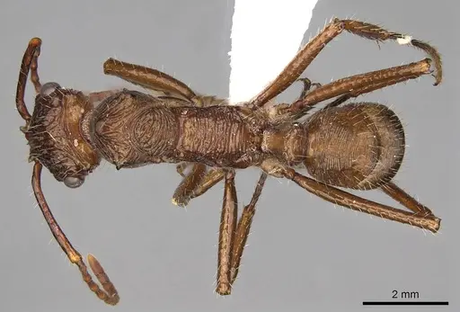 Ectatomma tuberculatum specimen CASENT0281510 image casent0281510_1