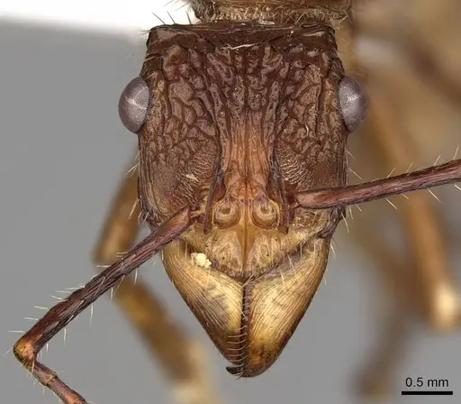 Ectatomma tuberculatum specimen CASENT0281510 image casent0281510_2
