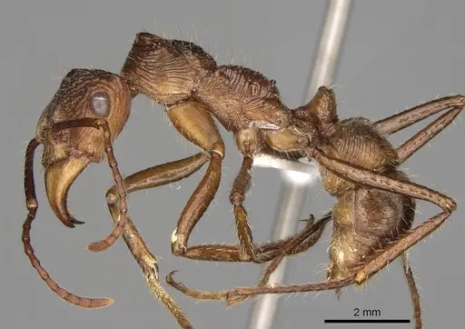Ectatomma tuberculatum specimen CASENT0281510 image casent0281510_3