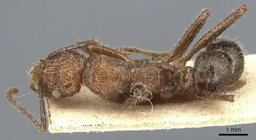 Ectatomma tuberculatum specimen CASENT0903840 image casent0903840_1