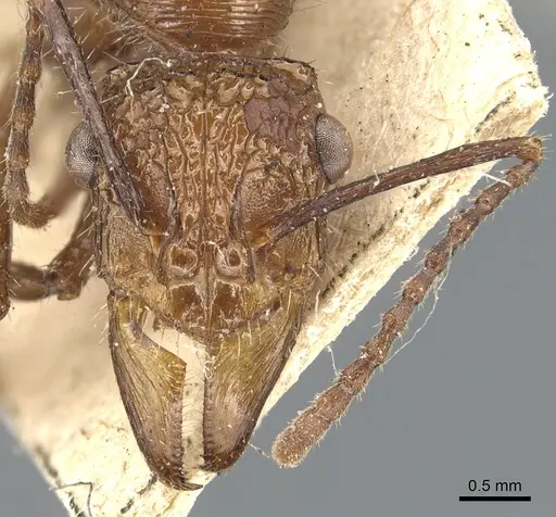Ectatomma tuberculatum specimen CASENT0903840 image casent0903840_2