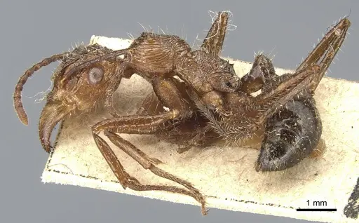 Ectatomma tuberculatum specimen CASENT0903840 image casent0903840_3